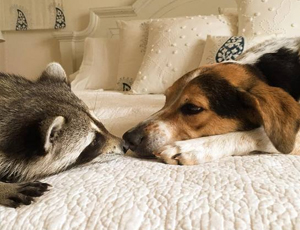 为您解决难题的电话自动追呼系统